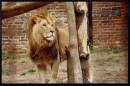 Lion5.jpg