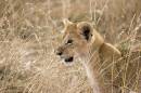 Lion5148.jpg