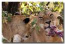 Lion5360F.jpg