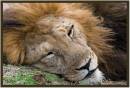 Lion5424.jpg