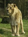Lion6.jpg