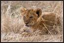 LionCub5155.jpg