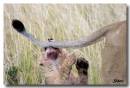 LionCub5213.jpg