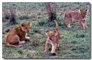 LionCubs.jpg