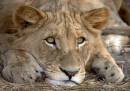 Lion_1.jpg