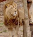Lion_2.jpg