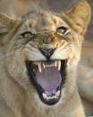 Lion_Yawn.jpg