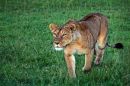 Lioness3.jpg