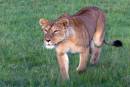 Lioness_Masai_Mara_1.jpg