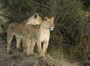 Lions_Ol_Pejeta.JPG