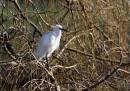 Little-Egret.jpg