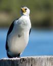 Little-Pied-Cormorant.jpg