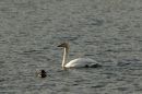 Little-and-Large4.jpg