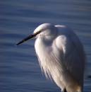 Little_Egret.jpg