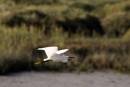 Little_Egret1.jpg