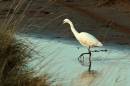 Little_Egret2.jpg