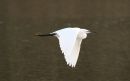 Little_Egret_3-1-2020_6.jpg