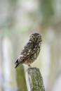 Little_Owl1.jpg