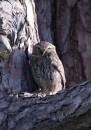 Little_Owl_3.jpg