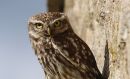 Little_Owl_Athene_Noctua_27-5-2019.jpg