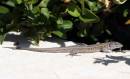 Lizard.jpg