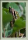 Lizard_2009_10_03_0770_bf.jpg