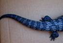 Lizard_resize_by_gabby.jpg