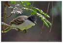 LoggerheadKingbird2.jpg