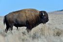 Lone_Bison_2_ARC_0780.jpg