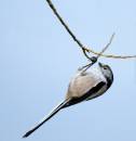 Long-Tailed-Tit.jpg
