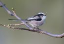 Long-Tailed_Tit_Aegithalos_Caudatus_11-2-2020_1.jpg