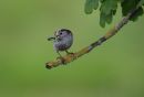 Long-Tailed_Tit_Aegithalos_Caudatus_17-5-2020_1.jpg