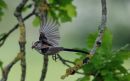 Long-Tailed_Tit_Aegithalos_Caudatus_17-5-2020_3.jpg