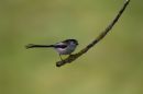 Long-Tailed_Tit_Aegithalos_Caudatus_27-4-2020.jpg