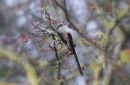 Long-Tailed_Tit_Aegithalos_caudatus_6-11-2017_3_.jpg