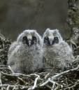 Long-eared_Owl_chicks_in_nest.jpg