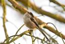 Long-tailed-small.jpg