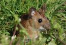 Long-tailed_Fieldmouse.jpg