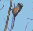 Long-tailed_Tit_.jpg