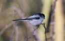 Long-tailed_Tit_Aegithalos_Caudatus_20-1-2017_1.jpg
