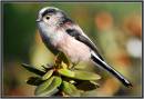 Long-tailed_tit_-_Aegithalos_caudatus.jpg