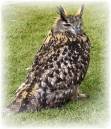 Long_Eared_Owl.JPG