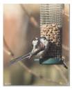 Long_Tailed_Tits.jpg