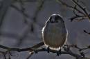 Longtail-backlight.jpg