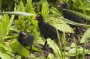 Lost_Moorhens.jpg