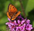 Lycaena_dispar_f_luigi_andena.jpg