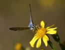Lysandra_bellargus_L_Andena.jpg