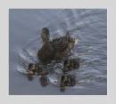 MALLARD4.jpg