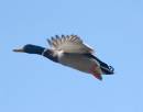 /gallery/data/501/thumbs/MALLARD_7.jpg