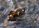 MALLARD_DUCKLING_1.jpg